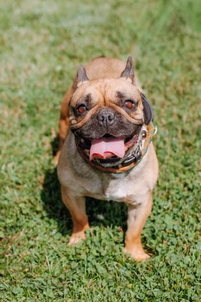 SB, female 4yo Mixed Breed for adoption at Animal Sans Toit, Faimes