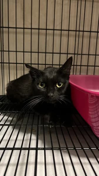 SB, female young European Shorthair for adoption at Animal Sans Toit, Faimes
