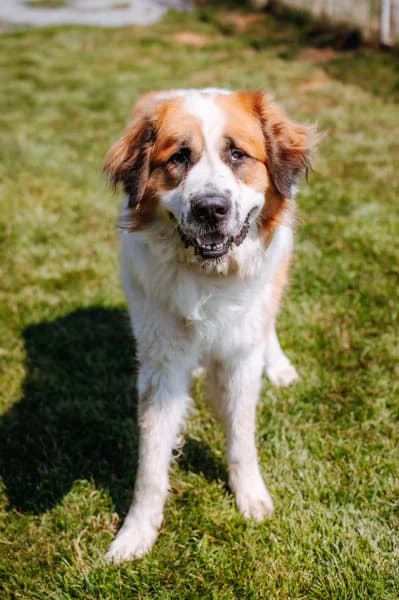 SB, male 5yo Mixed Breed for adoption at Animal Sans Toit, Faimes