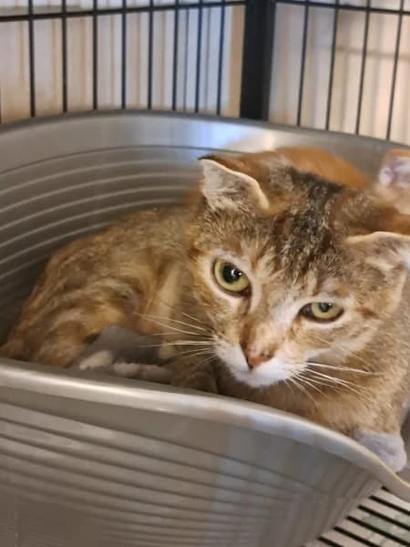 SB, female young European Shorthair for adoption at Animal Sans Toit, Faimes