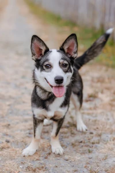 SB, female puppy Mixed Breed for adoption at Animal Sans Toit, Faimes