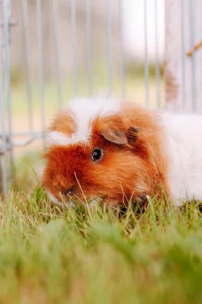 SB, male young Mixed Breed for adoption at Animal Sans Toit, Faimes