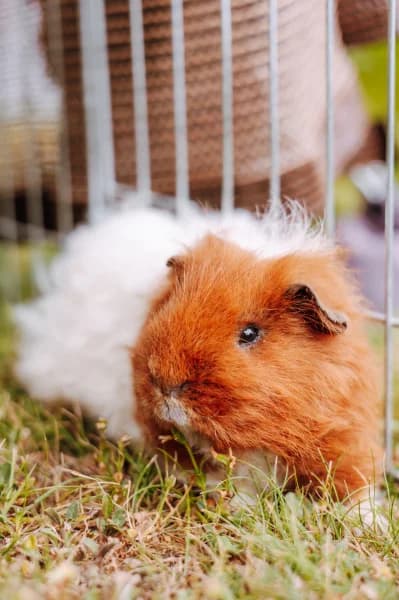 SB, male young Mixed Breed for adoption at Animal Sans Toit, Faimes