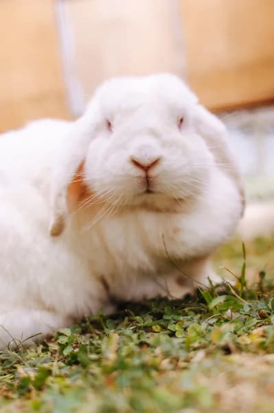 SB, female 6yo Mixed Breed for adoption at Animal Sans Toit, Faimes