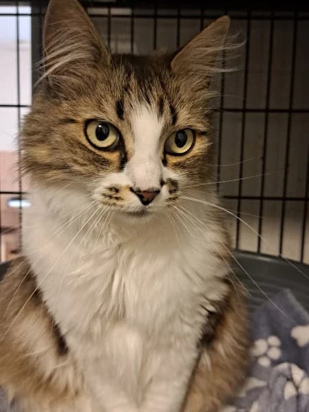 SB, female 3yo European Shorthair for adoption at Animal Sans Toit, Faimes