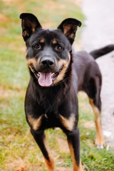 SB, male puppy Rottweiler for adoption at Animal Sans Toit, Faimes