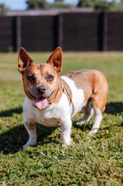 SB, male 7yo Jack Russell Terrier for adoption at Animal Sans Toit, Faimes