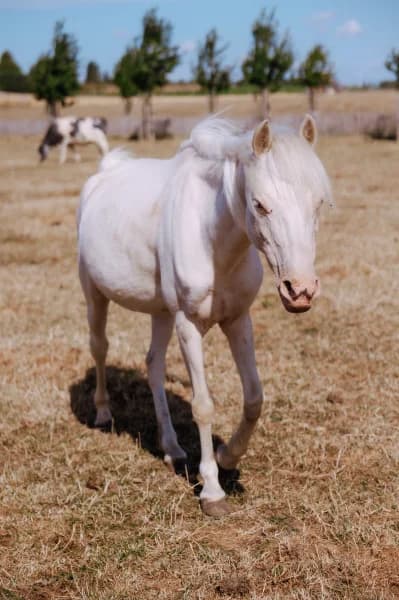 SB, Mixed Breed (Animal Sans Toit)