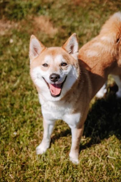 SB, male 3yo Mixed Breed for adoption at Animal Sans Toit, Faimes