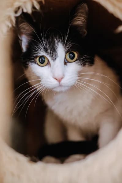 SB, female 3yo European Shorthair for adoption at Animal Sans Toit, Faimes
