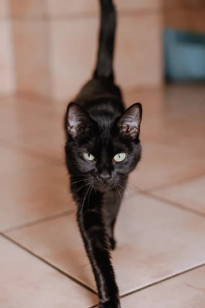 SB, female young European Shorthair for adoption at Animal Sans Toit, Faimes