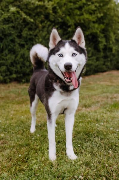 SB, female young Mixed Breed for adoption at Animal Sans Toit, Faimes