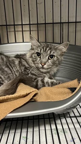 SB, female young Mixed Breed for adoption at Animal Sans Toit, Faimes