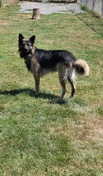 SB, male young German Shepherd for adoption at Animal Sans Toit, Faimes