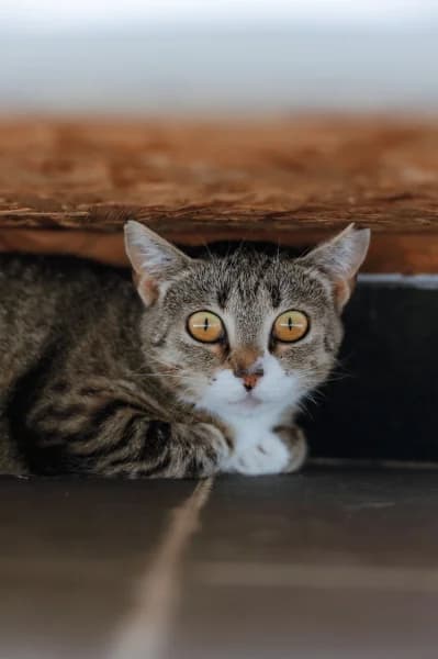 SB, female young European Shorthair for adoption at Animal Sans Toit, Faimes