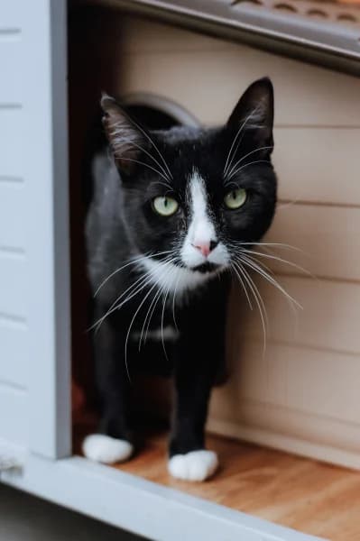 SB, European Shorthair (Animal Sans Toit)