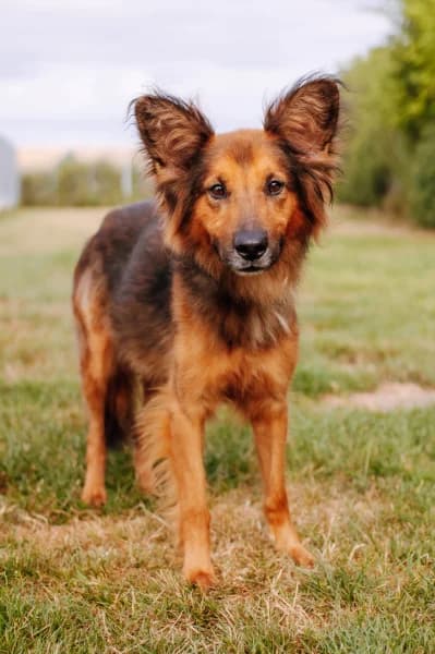 SB, Border Collie (Animal Sans Toit)