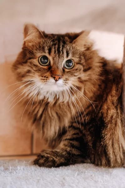 SB, female 3yo European Shorthair for adoption at Animal Sans Toit, Faimes