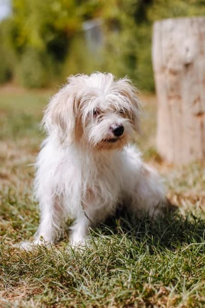 SB, male 5yo Bichon Frisé for adoption at Animal Sans Toit, Faimes