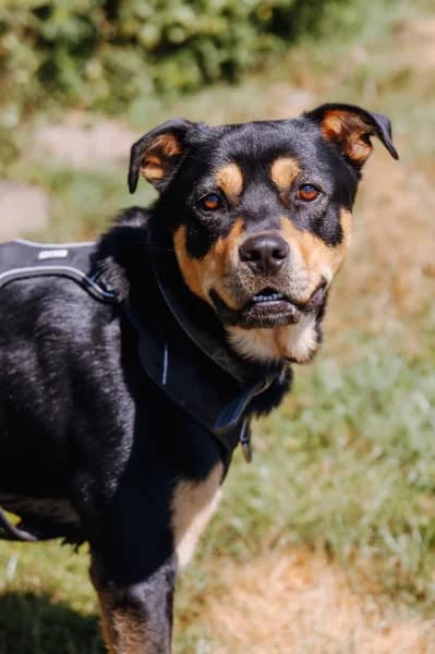 SB, male young Rottweiler for adoption at Animal Sans Toit, Faimes