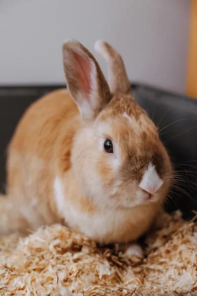 SB, male young Mixed Breed for adoption at Animal Sans Toit, Faimes