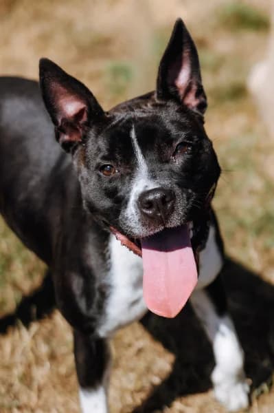SB, female young American Staffordshire Terrier for adoption at Animal Sans Toit, Faimes