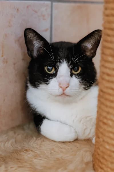 SB, male young European Shorthair for adoption at Animal Sans Toit, Faimes