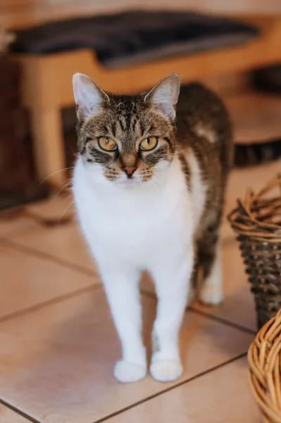 SB, female young European Shorthair for adoption at Animal Sans Toit, Faimes