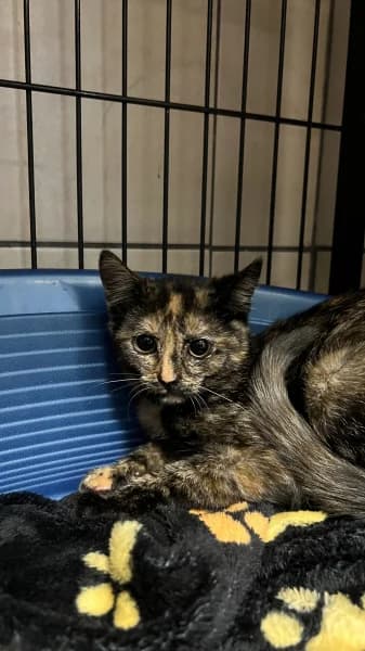 SB, female puppy European Shorthair for adoption at Animal Sans Toit, Faimes