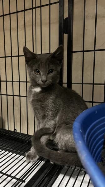 SB, female puppy European Shorthair for adoption at Animal Sans Toit, Faimes