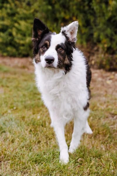 SB, male 6yo Border Collie for adoption at Animal Sans Toit, Faimes
