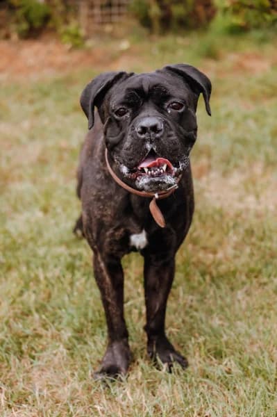 SB, female 5yo Mixed Breed for adoption at Animal Sans Toit, Faimes