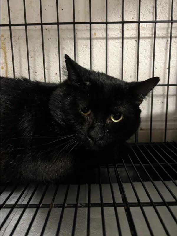 SB, male 4yo European Shorthair for adoption at Animal Sans Toit, Faimes