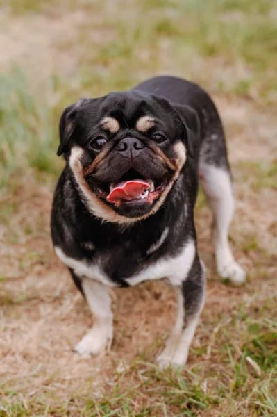 SB, male young Mixed Breed for adoption at Animal Sans Toit, Faimes