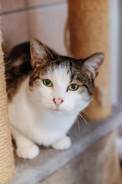 SB, male 3yo European Shorthair for adoption at Animal Sans Toit, Faimes