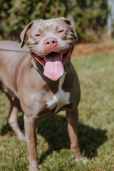 SB, female young American Bully for adoption at Animal Sans Toit, Faimes