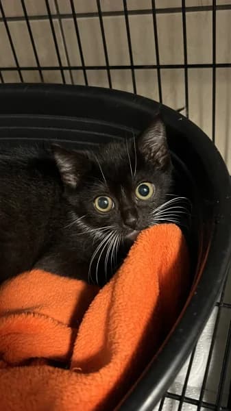 SB, female European Shorthair for adoption at Animal Sans Toit, Faimes