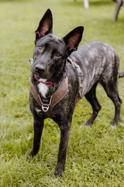 SB, female Mixed Breed for adoption at Animal Sans Toit, Faimes