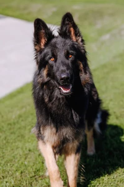 SB, male German Shepherd for adoption at Animal Sans Toit, Faimes