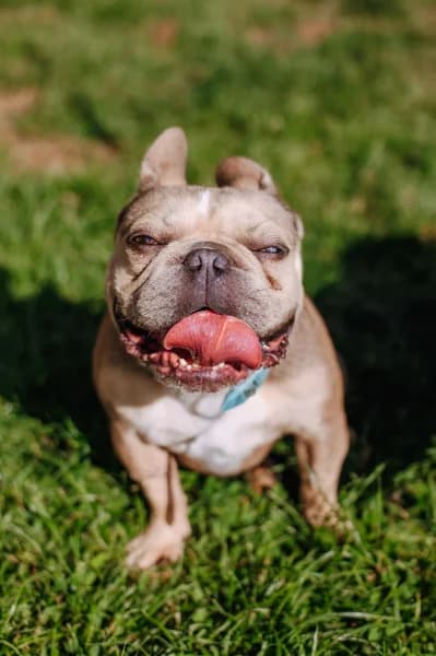 SB, male young Mixed Breed for adoption at Animal Sans Toit, Faimes