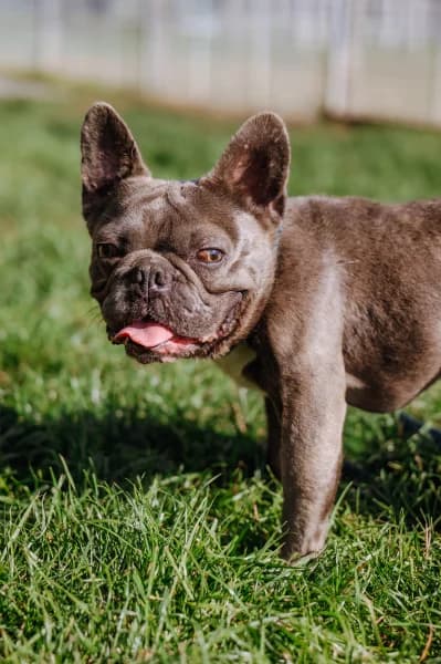 SB, male young Mixed Breed for adoption at Animal Sans Toit, Faimes