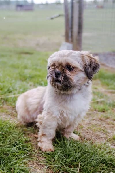SB, male 5yo Mixed Breed for adoption at Animal Sans Toit, Faimes
