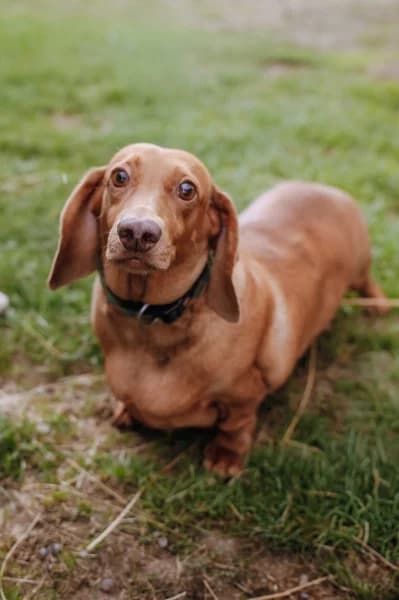 SB, female 5yo Mixed Breed for adoption at Animal Sans Toit, Faimes