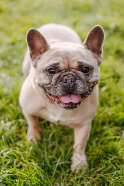 SB, female 6yo Mixed Breed for adoption at Animal Sans Toit, Faimes