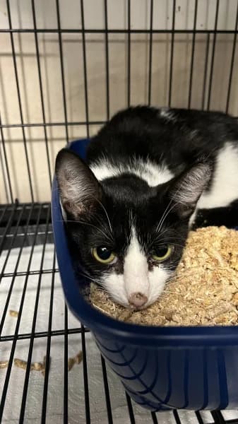 SB, female young European Shorthair for adoption at Animal Sans Toit, Faimes
