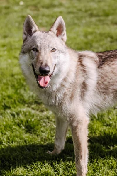 SB, male puppy Mixed Breed for adoption at Animal Sans Toit, Faimes