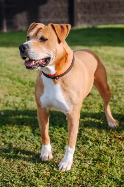 SB, male senior American Staffordshire Terrier for adoption at Animal Sans Toit, Faimes