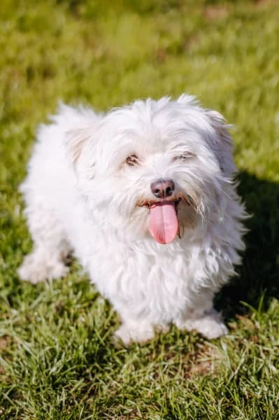 SB, male 4yo Mixed Breed for adoption at Animal Sans Toit, Faimes
