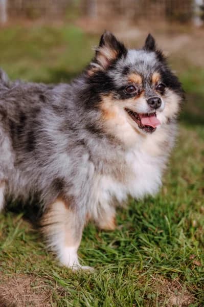 SB, female senior Mixed Breed for adoption at Animal Sans Toit, Faimes