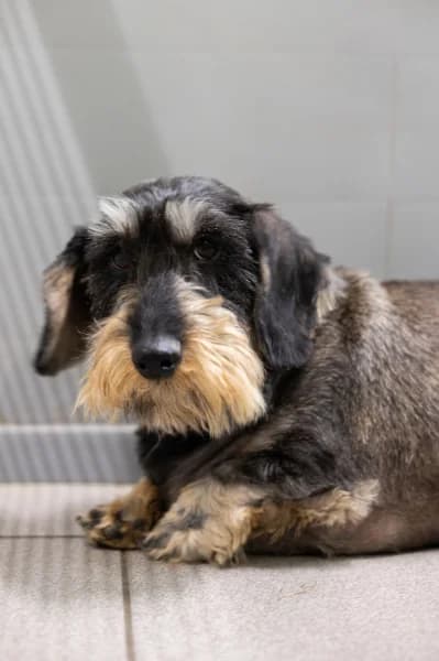 SB, male 4yo Mixed Breed for adoption at Animal Sans Toit, Faimes